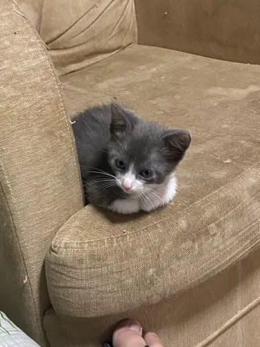 Gatinho para Adoção 