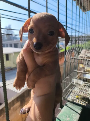 Pinscher 0