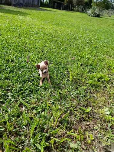 Pinscher 0