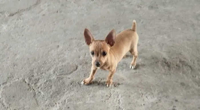 Cachorro pinscher