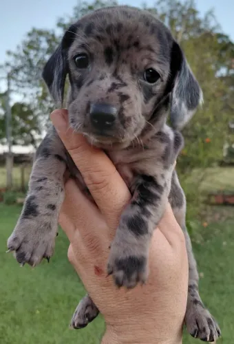 Filhotes Dachshund Arlequim disponíveis.