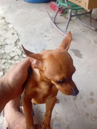 Filhote de pinscher R$ 400. F. *