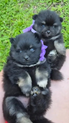 Lulu da Pomerânia Fêmea / Spitz Alemão