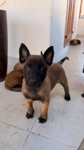 FILHOTES PASTOR BELGA MALINOIS