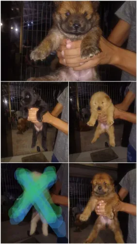 Filhotes de chow Chow