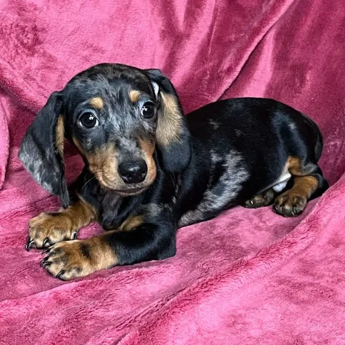 Dachshund Preto e Canela: Macho à pronta entrega