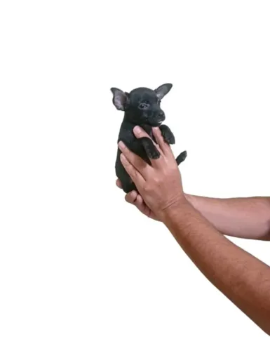 Pinscher Macho Pronto para Novo Lar