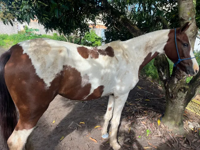 Égua MM