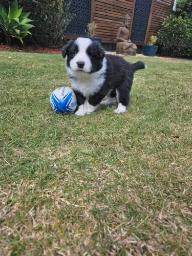 Filhotes de Border Collie | Um filhote cheio de boas surpresas.