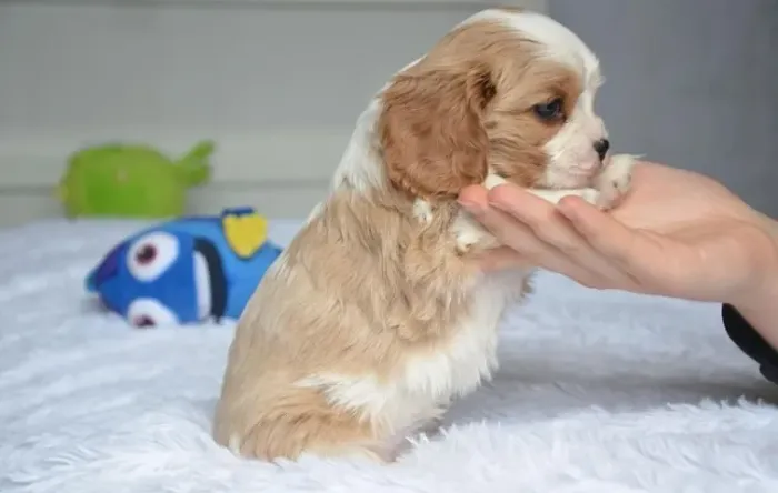 Seu Cavalier King com Todo o Cuidado que Ele Merece