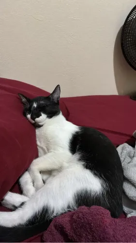 Doação gata 4 meses