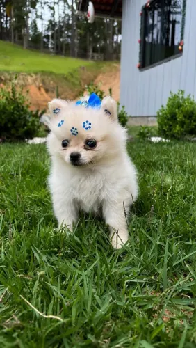 Spitz alemão anão macho 
