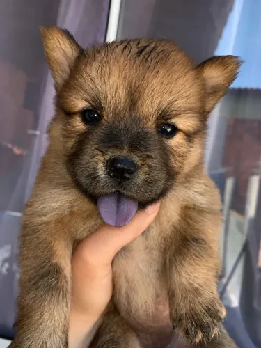 Vendo filhotes de Chow Chow