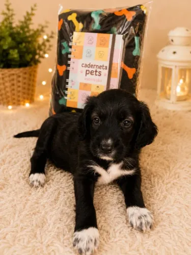 Cachorro Cocker spaniel inglês entrega grátis