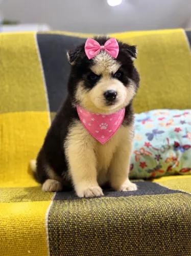 Husky siberiano cinza olhos azuis 