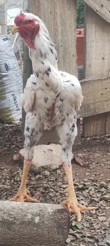 Frango índio gigante