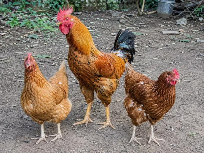 Galinhas e um galo