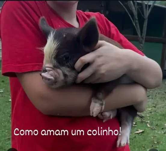Pet mini pig