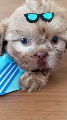 Shihtzu Fígado Olhos Verdes! Perfeito em até 10 x no cartão 