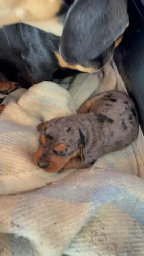 Dachshund mofado macho