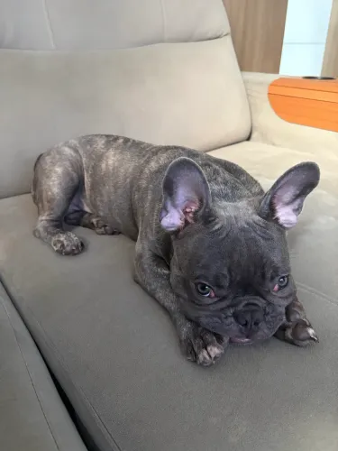 Bulldog Francês 