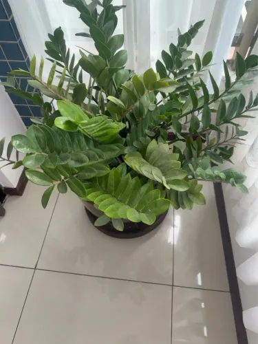 Vaso com planta (zamioculca)
