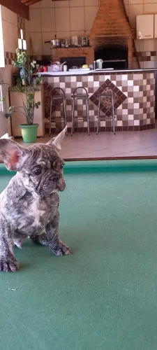 Último filhote de buldogue Francês disponível.