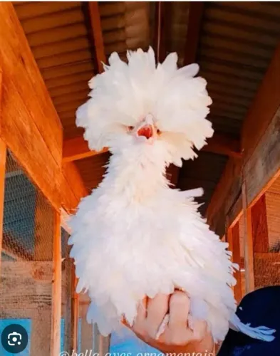 Vendo casal de p frisada branca 