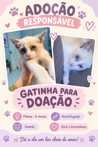 GATO SIAMÊS
