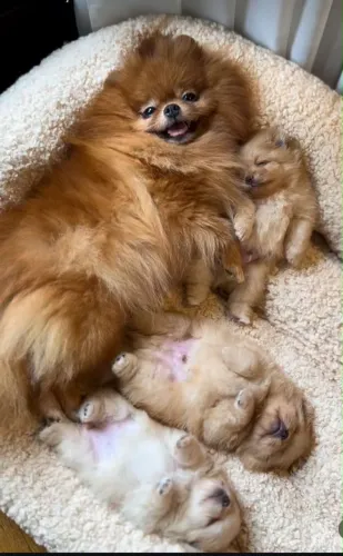 Lulu da pomerânia