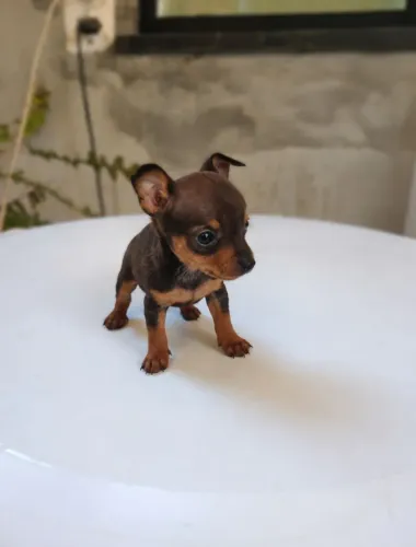 Pinscher 0