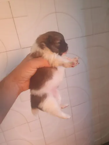 Spitz alemão