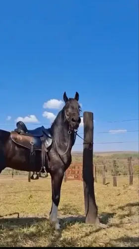Cavalo manga larga Pampa