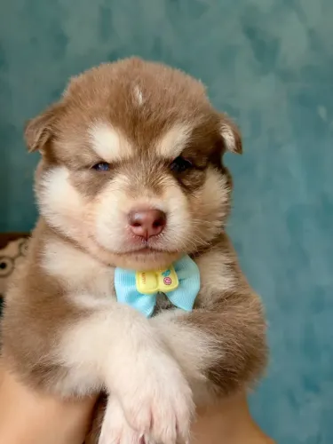 Husky siberiano Seu novo companheiro de domingos preguiçosos chegou