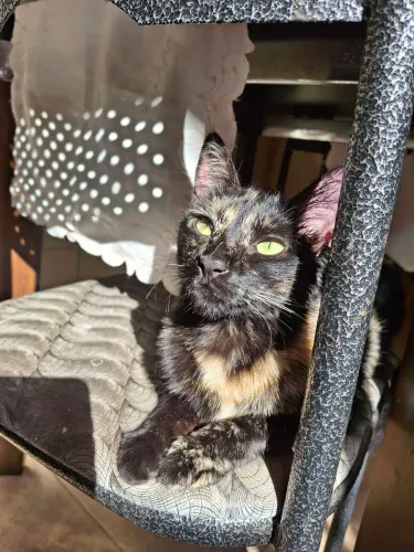 Linda gata doméstica para doação 