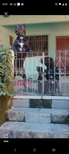 Filhote de CANE CORSO 