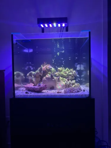 Aquário Completo 180L (60x60x50) com Armário, Sump, Bomba, Rochas e Substrato