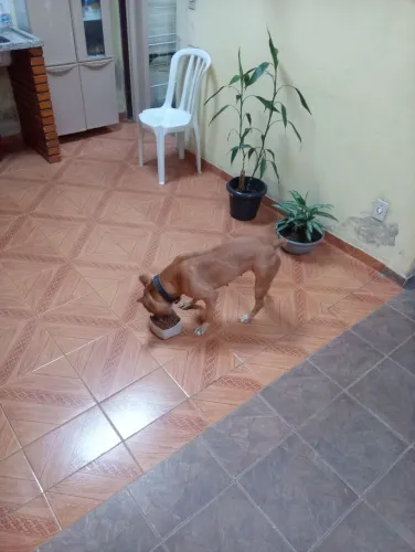 Doando filhote de pit bull caramelo