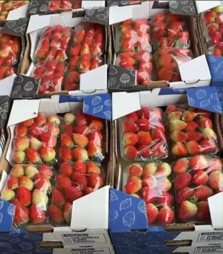 Vendo morango atacado e varejo