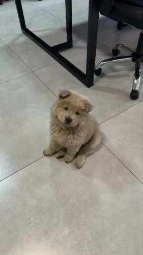 Cachorro