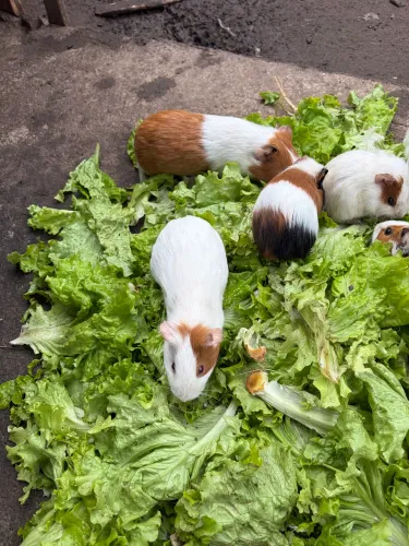 Porquinho da índia