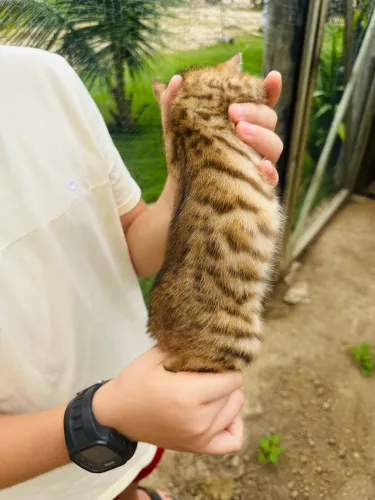 Gato ou Gata Bengal Disponível