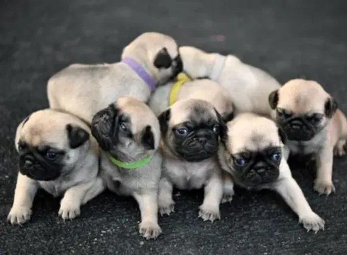Pug Filhotes Raça Desejada.