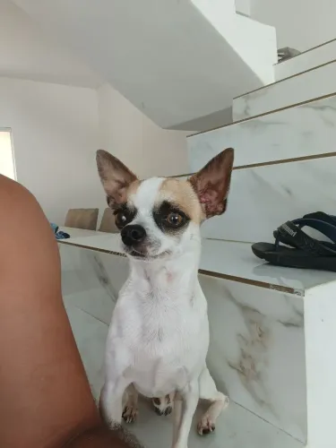 Cachorro chihuahua