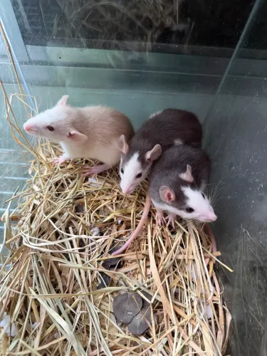 Ratos Twister Filhotes 