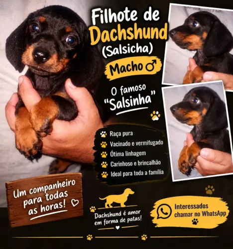 Filhote de dachshund (Salsichinha)