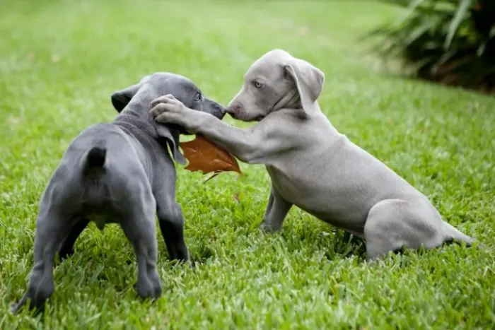 Weimaraner Machos e Femeas 