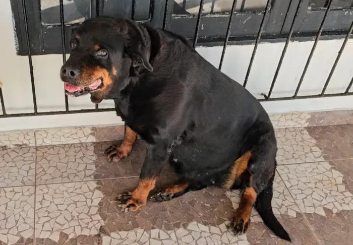 DOAÇÃO - CADELA ROTWEILER - 12 Anos de idade.