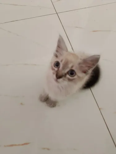 Doação gata siamês