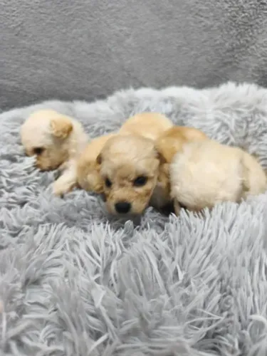 Poodles